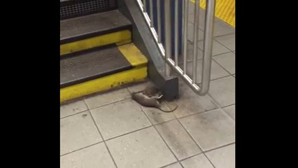 Крыса тащит крысу метро New York City Rat dragging rat subway
