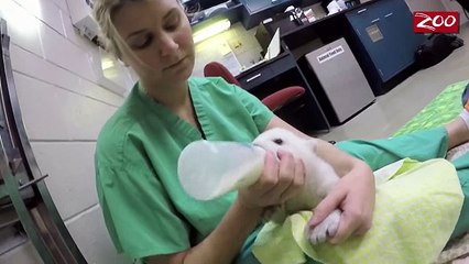 Маленький Белый Медведь Little White Bear