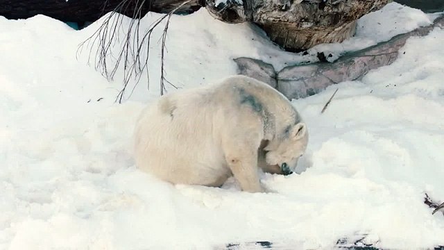 Белый медведь радуется снегу Polar Bear enjoys the snow