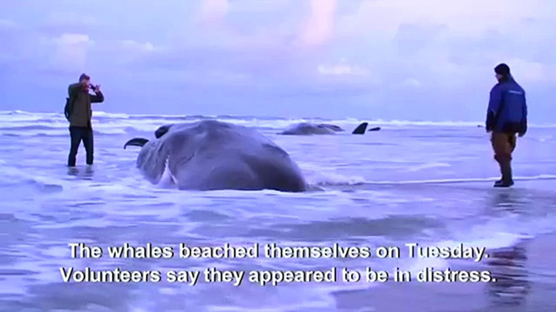 ⁣Киты выбросились на берег Whales washed ashore