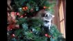 Кот, собака, енот и новогодняя ёлка Cat, dog, raccoon and Christmas tree