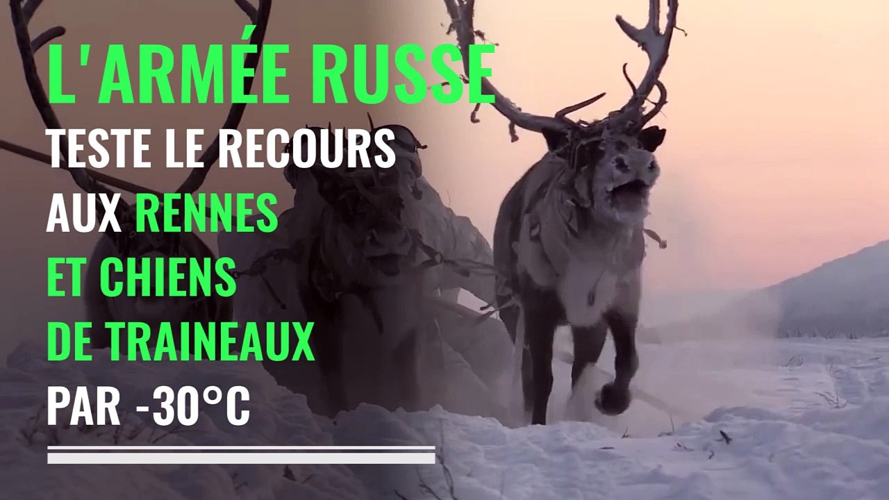 Pour l'Arctique, l'armée russe fait appel à des rennes