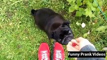 Funny animal videos-best funny clips-new funny animals