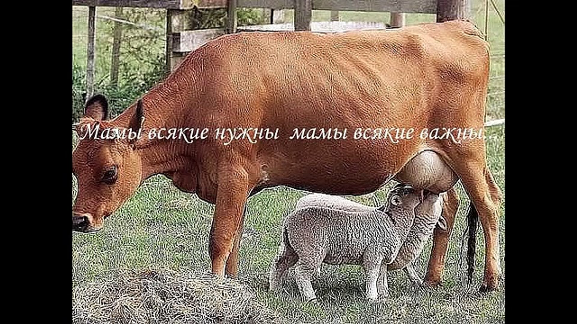 Забавные и смешные животные Fun and funny animals