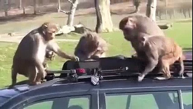 There were some monkeys and cars on one place .... See the rest of the .. FUNNY ANIMALS