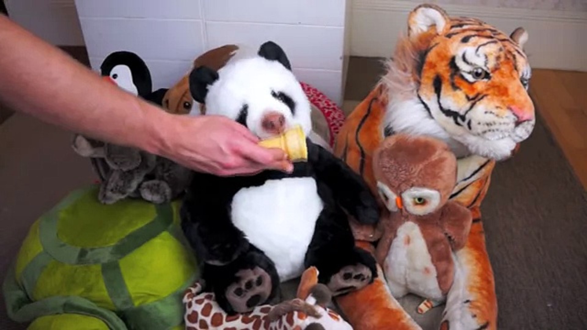⁣Собака - Панда. Panda Dog
