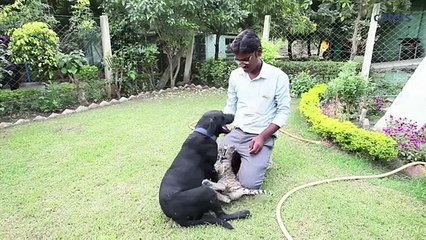 Собака стала мамой тигрёнку The dog became a mother tiger cub