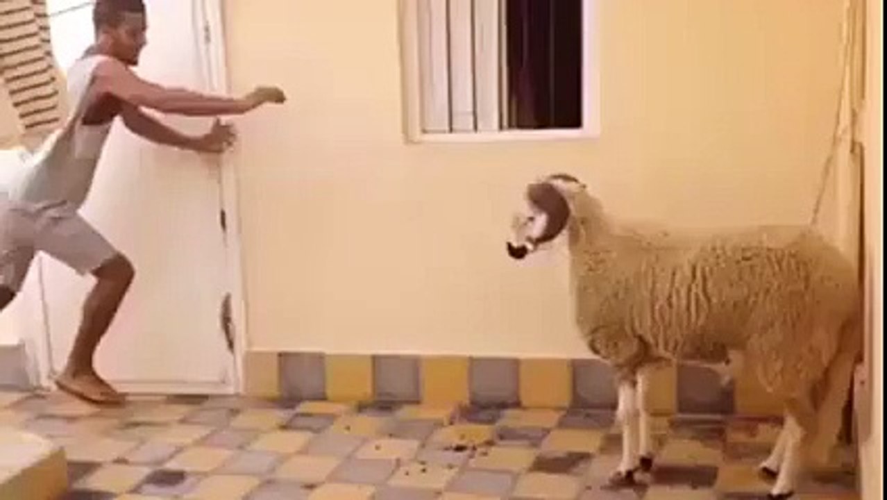 Koçum Benim Dedikleri Bu Olsa Gerek.. Yok Böyle Bir Şey