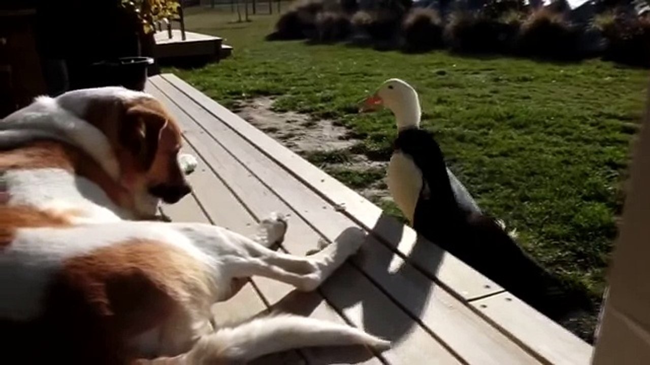 Утки на разборках с собакой Ducks on the showdown with a dog