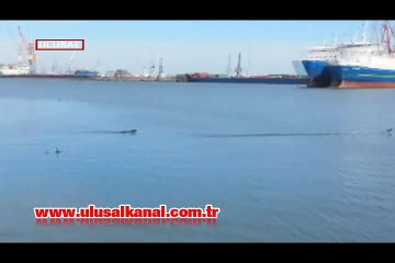 Denizde karabatak avına çıkan köpek görenleri şaşkına çevirdi