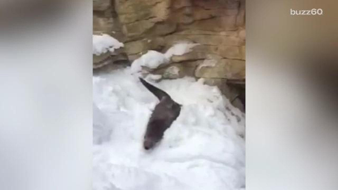 River otter goes sledding on his belly at the M...