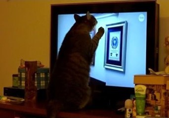 Cat Gets Frustrated at the News