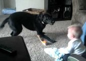 Watch as Baby Is Left in Hysterics by Enthusiastic Pooch