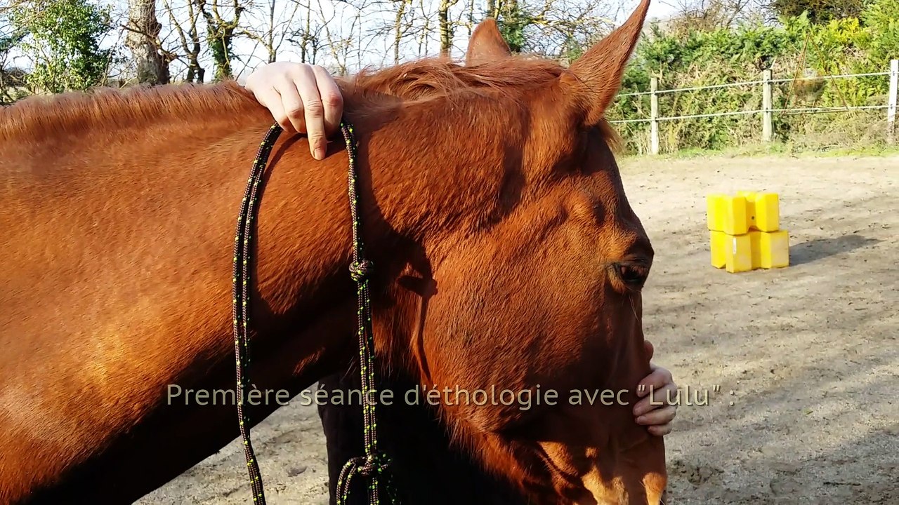 Éthologie du cheval