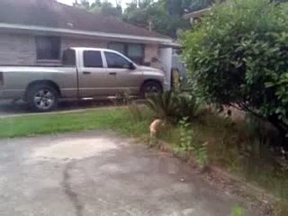 Храбрая птичка столкнулась с котом: неожиданный финал 🐦