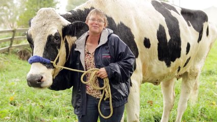صدق أو لا تصدق بالفيديو عثر عليها بهولندا أكبر بقرة بالعالم