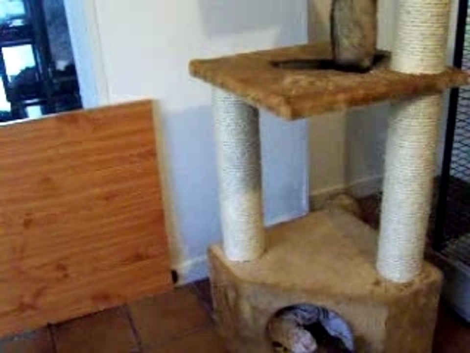 Bandit sautant la barrière