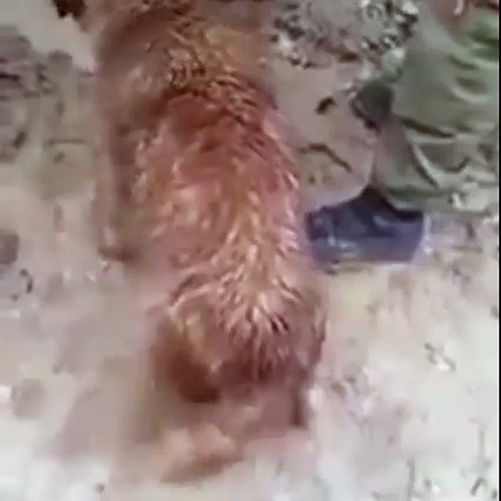 Momma Dog Saves Her Puppies From Drowning!