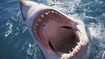 Great White Shark Attacks Caught On Tape Sharks Attack [Nature Wildlife Documentary Full H