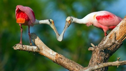 Top 10 Creepy & Funny Looking Birds