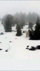 Encuentran a un supuesto YETI en FORMIGAL [VIDEO]