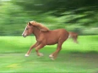 Jo, Can' & Salto en action SVP :D