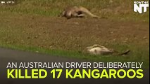 A driver in Australia ran over and killed 17 kangaroos