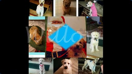 Willow The Wheaten Terrier (Funny Videos 720p)