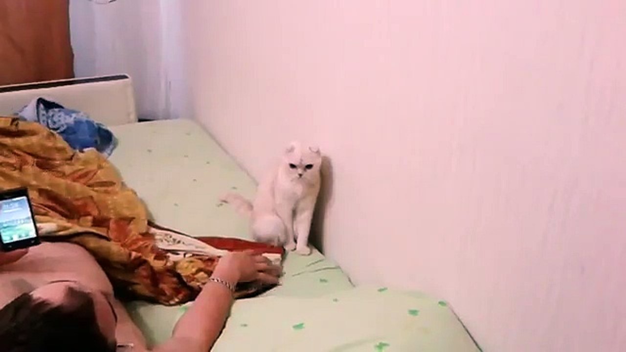 Кошка слушает гимн
