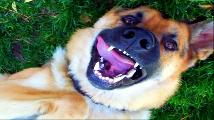 10 Funniest German Shepherd Videos #2
