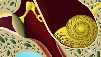 how to care your ears