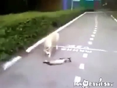 Кот удачно прикинулся мертвым. Собака почти поверила