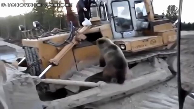 Медведь вышел к людям