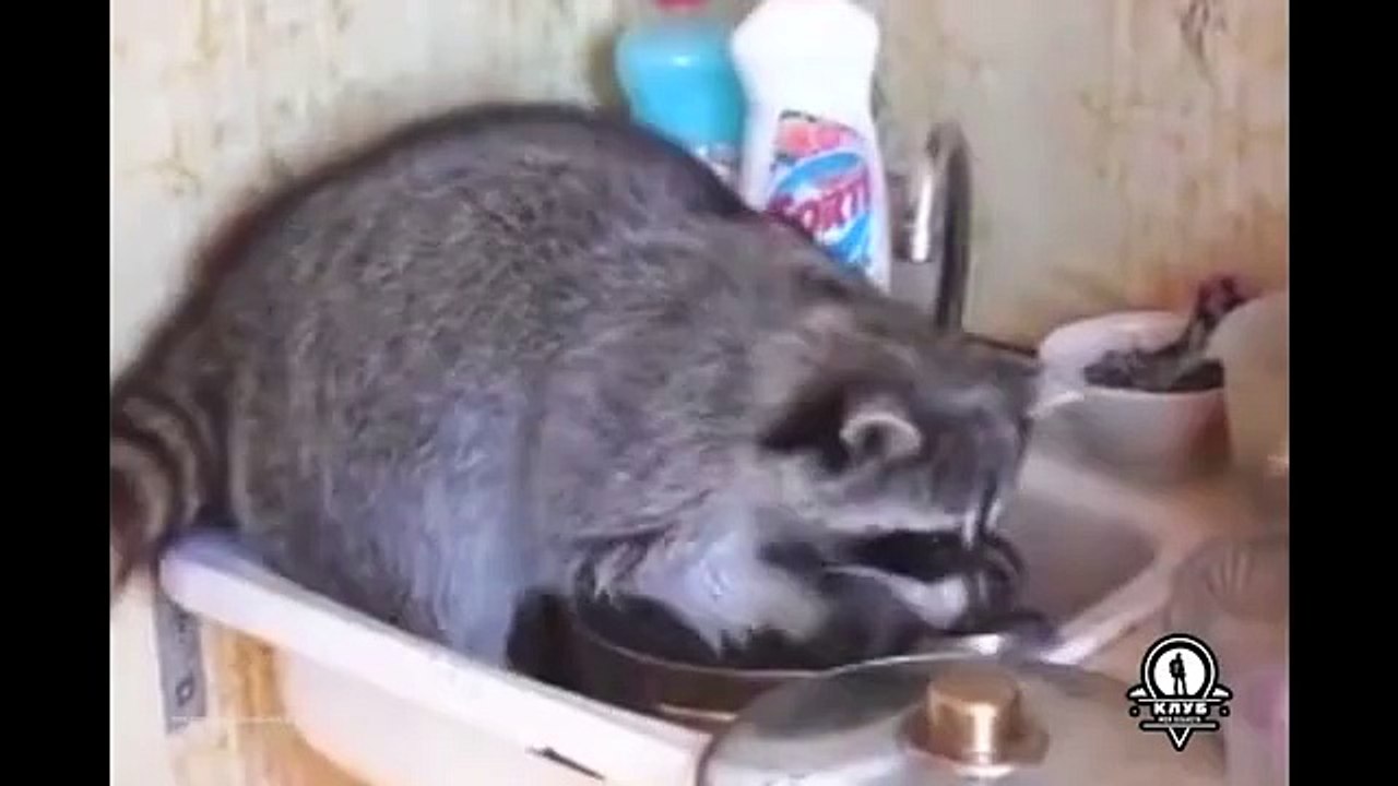 Енот - лучший помощник по хозяйству
