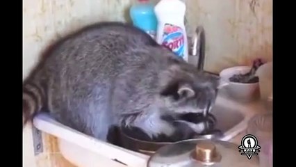 Енот - лучший помощник по хозяйству