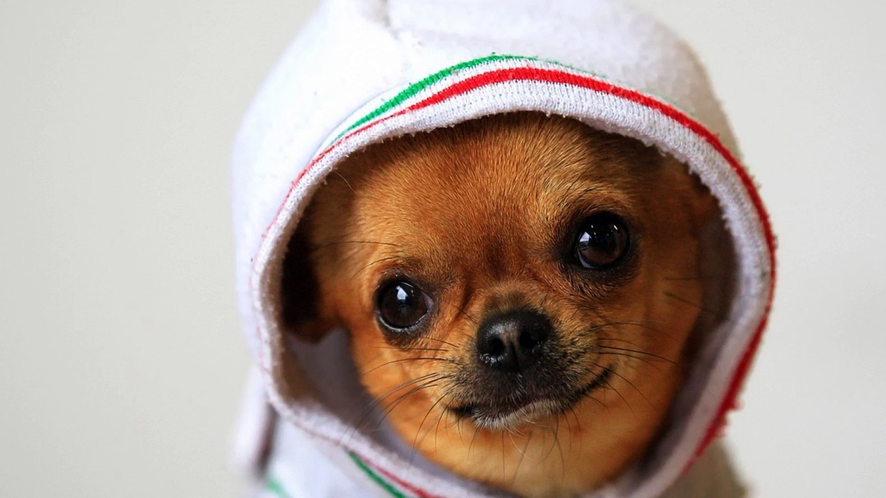 animaux image