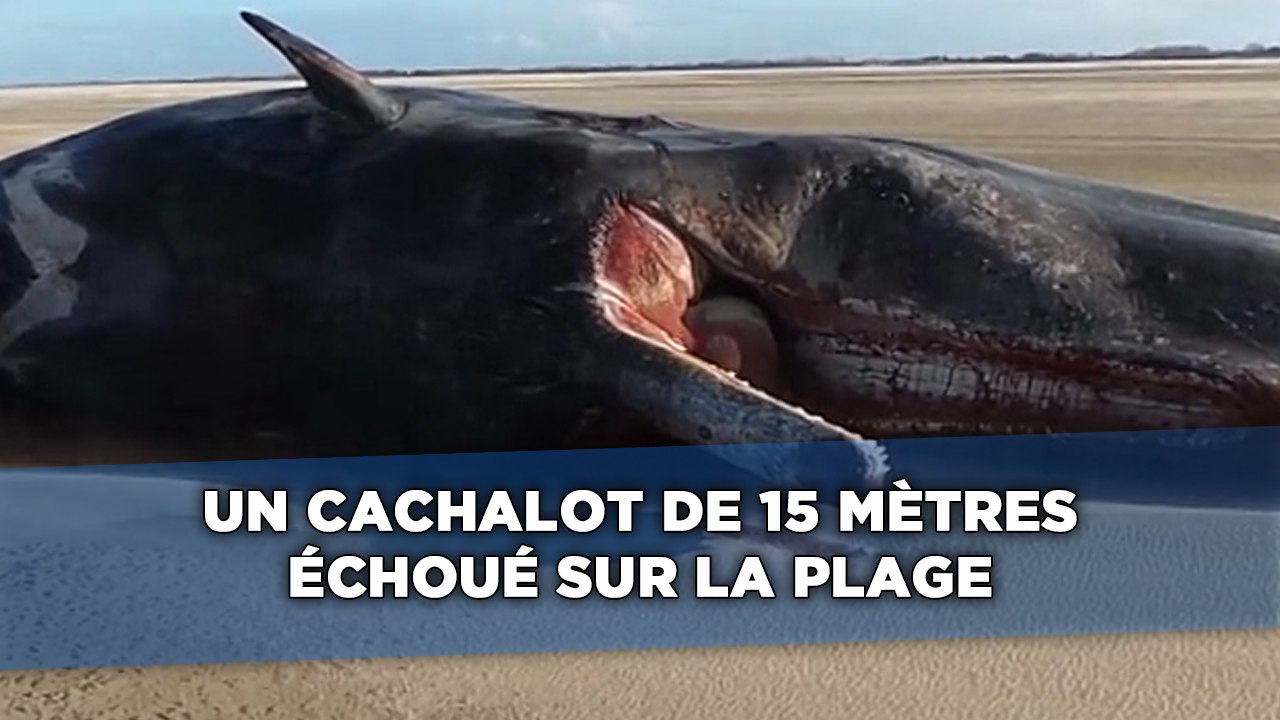 Un cachalot de 15 mètres s'est échoué sur le littoral de la mer du Nord