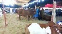 Beautiful Cows for Qurbani In Sohrab Goth Bakra Mandi Must Watch