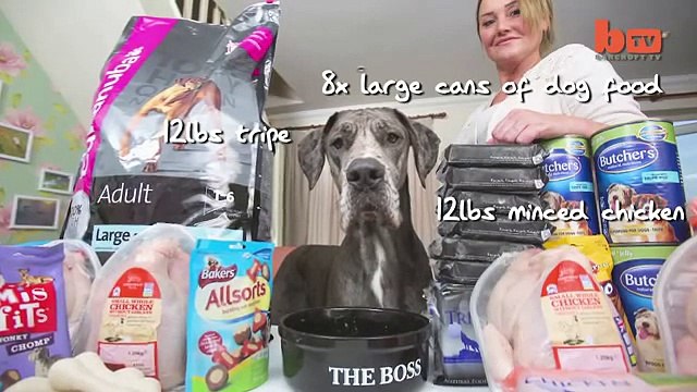 Самая большая собака в Англии, а может быть и в мире