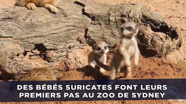 Des bébés suricates font leurs premiers pas au zoo de Sidney