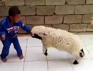 Koç ve Çocuğun Mücadelesi