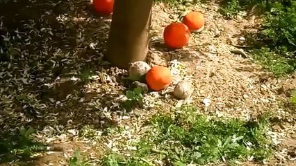طريقة تقطير ماء الزهر البيت التونسي - How distillation of orange blossom water in Tunisia