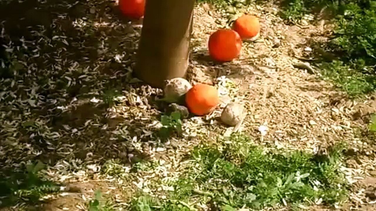 طريقة تقطير ماء الزهر البيت التونسي - How distillation of orange blossom water in Tunisia