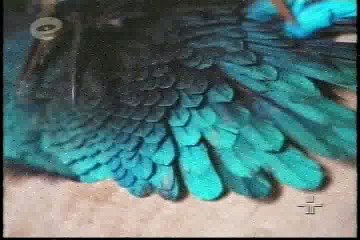 Planeta Terra - Os  Povos da Selva