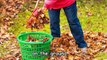 Autumn Songs for Children Autumn Leaves are Falling Down Kids Songs by The Learning Statio