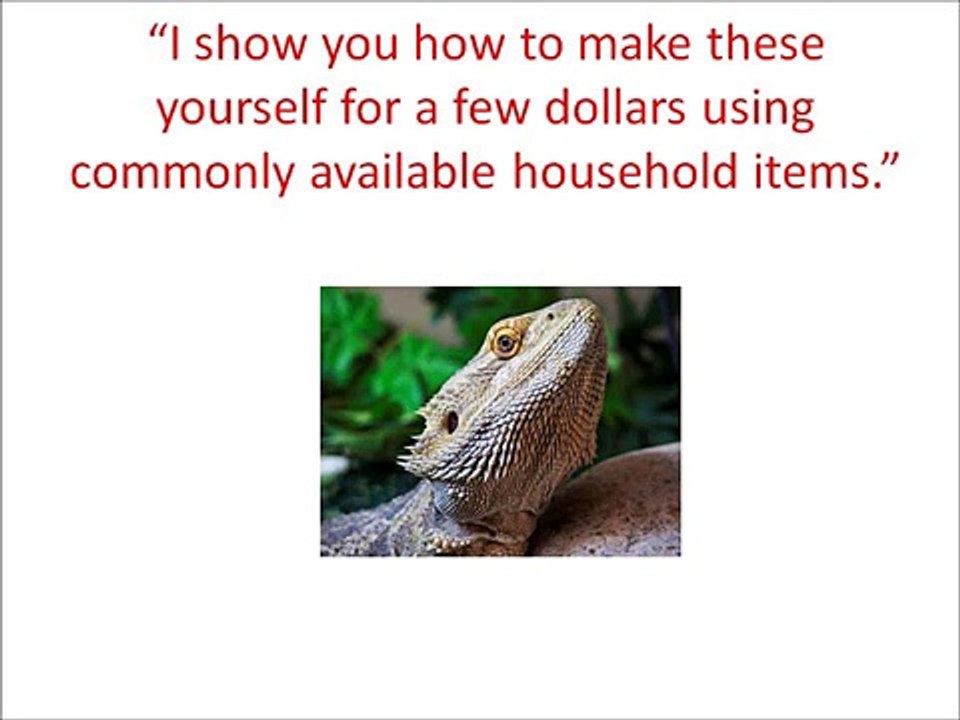 Bearded Dragon Secret Manual Review: Bearded Dragon Care from Bearded Dragon Secret Manual