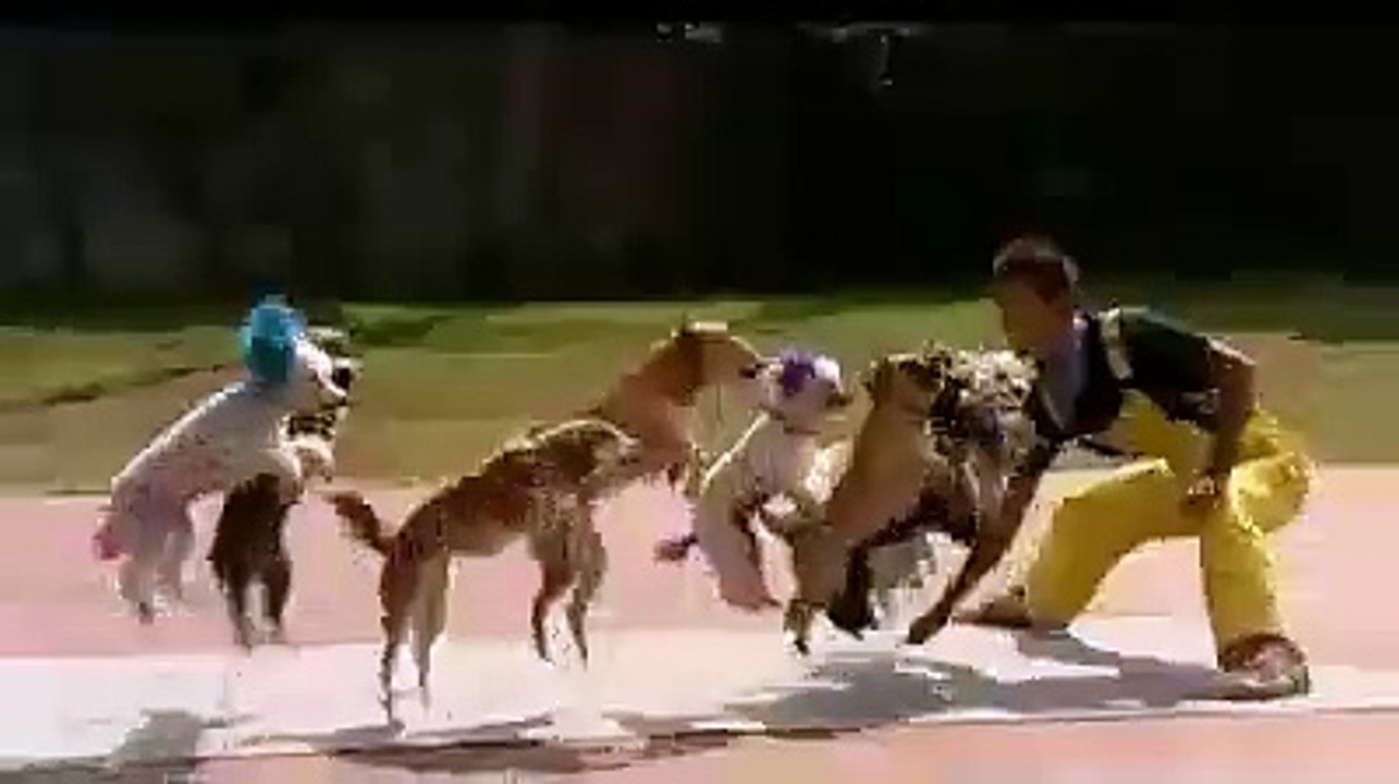 funny dogs