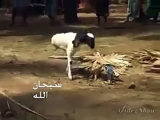 Animal with two legs