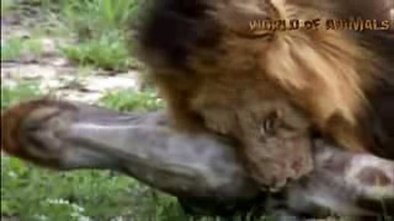 amazing animal