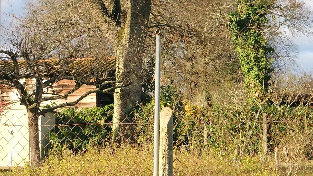 Palombes dans le jardin de la voisine